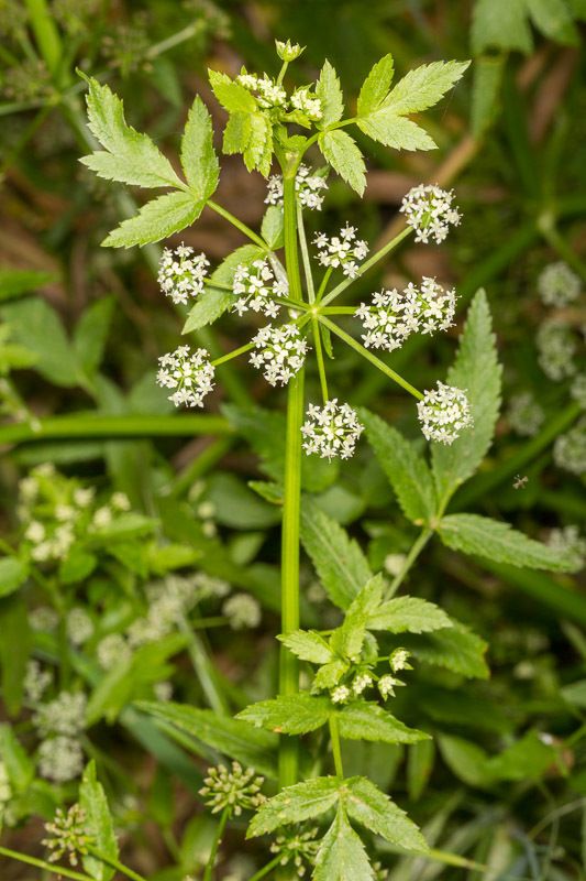 Fool's Water-Cress