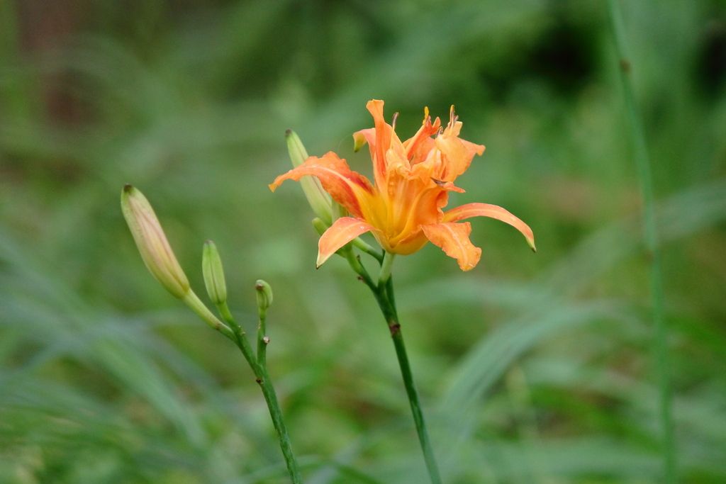 Orange Day-lily