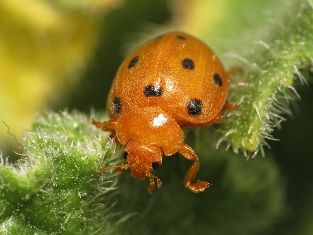 Bryony Ladybird