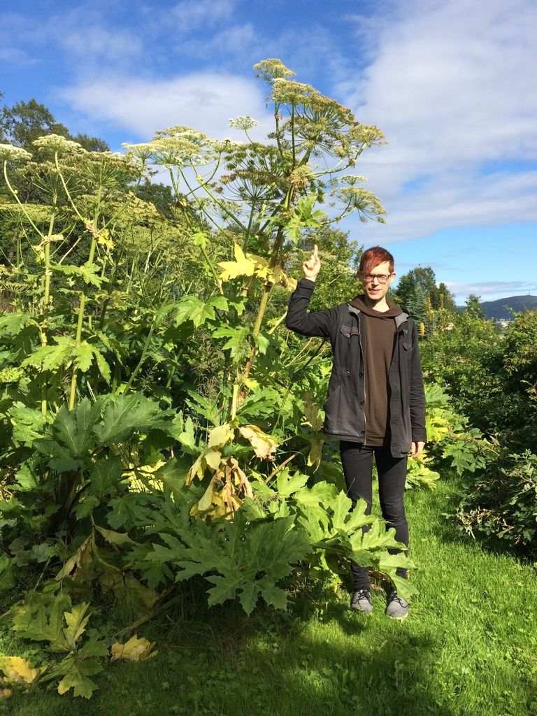 Giant Hogweed