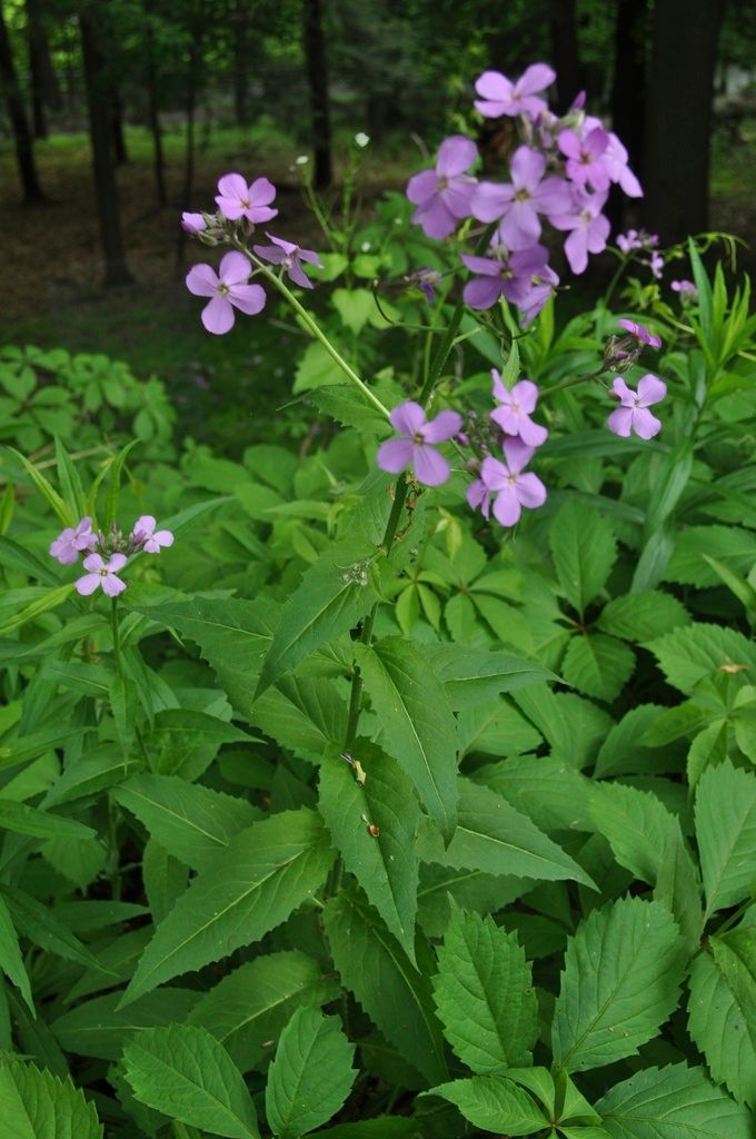 Dame's-violet