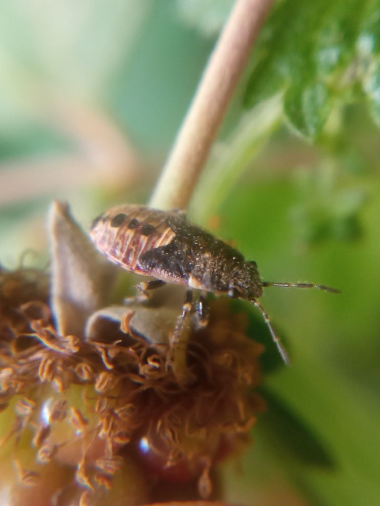 Nettle Groundbug