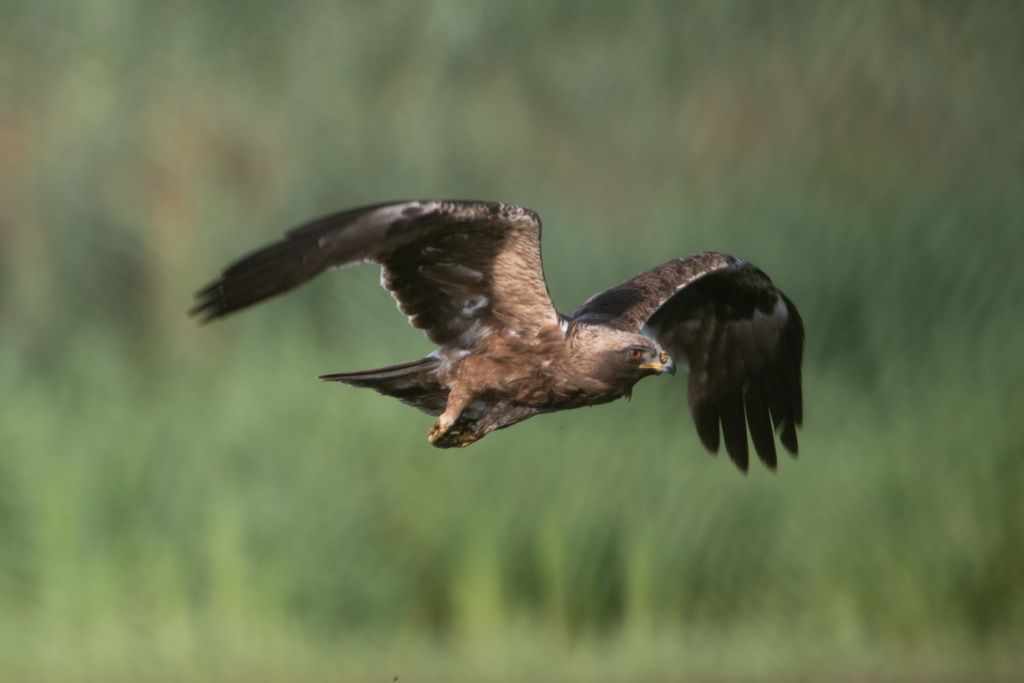 Booted Eagle