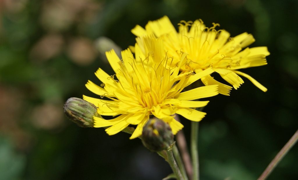 Autumn Hawkweed