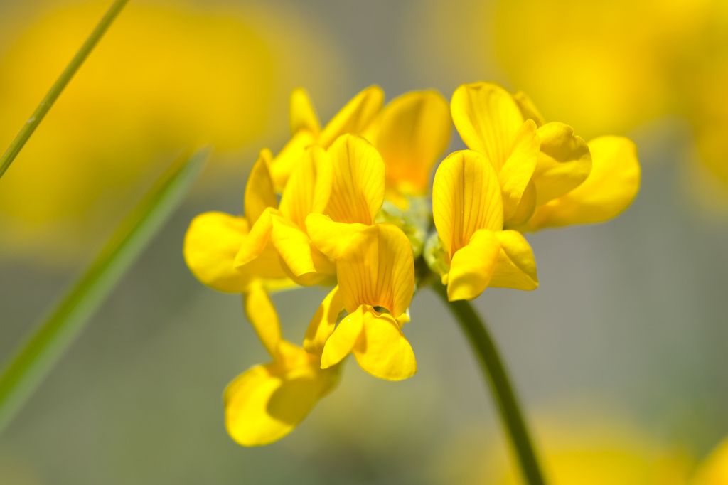 Horseshoe Vetch