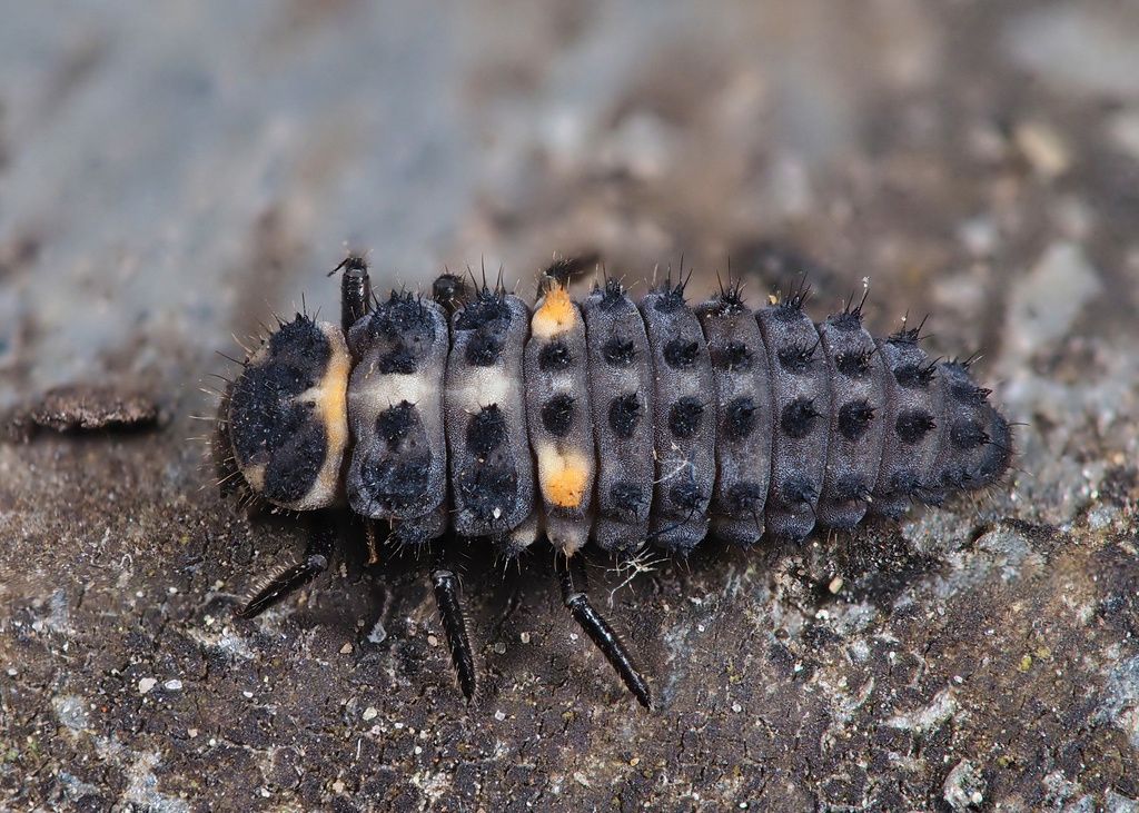 Adonis' Ladybird