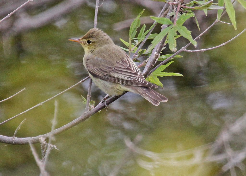 Icterine Warbler