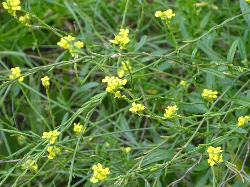 Hoary Mustard