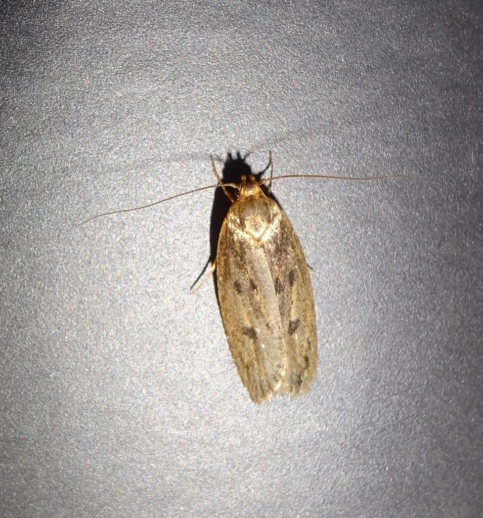 Brown House-moth
