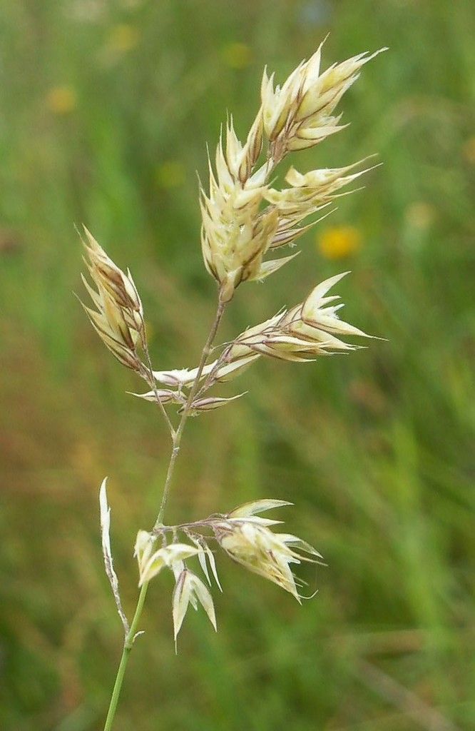 Creeping Soft-grass