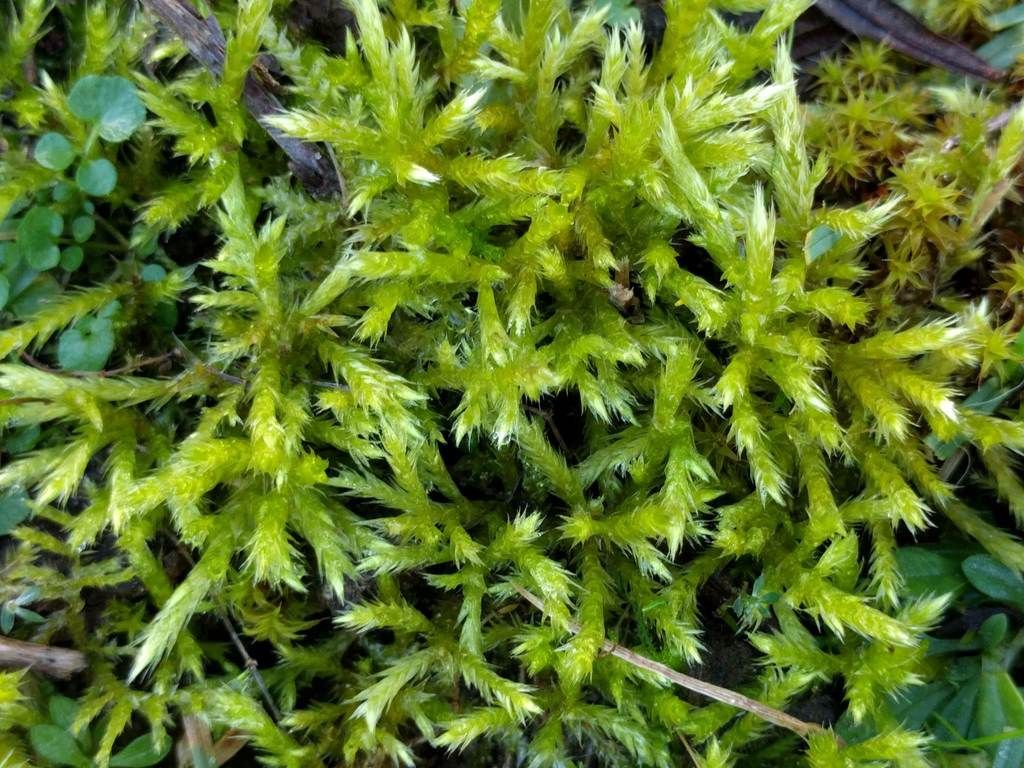 Yellow Feather-moss