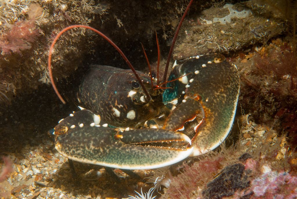 Common Lobster