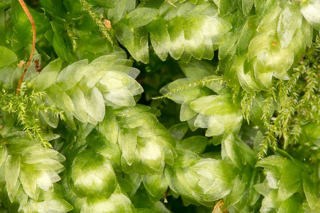 Shining Hookeria