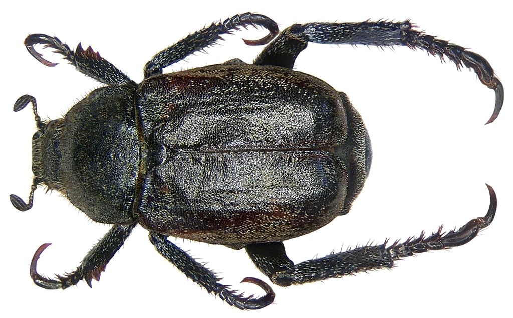 Welsh Chafer