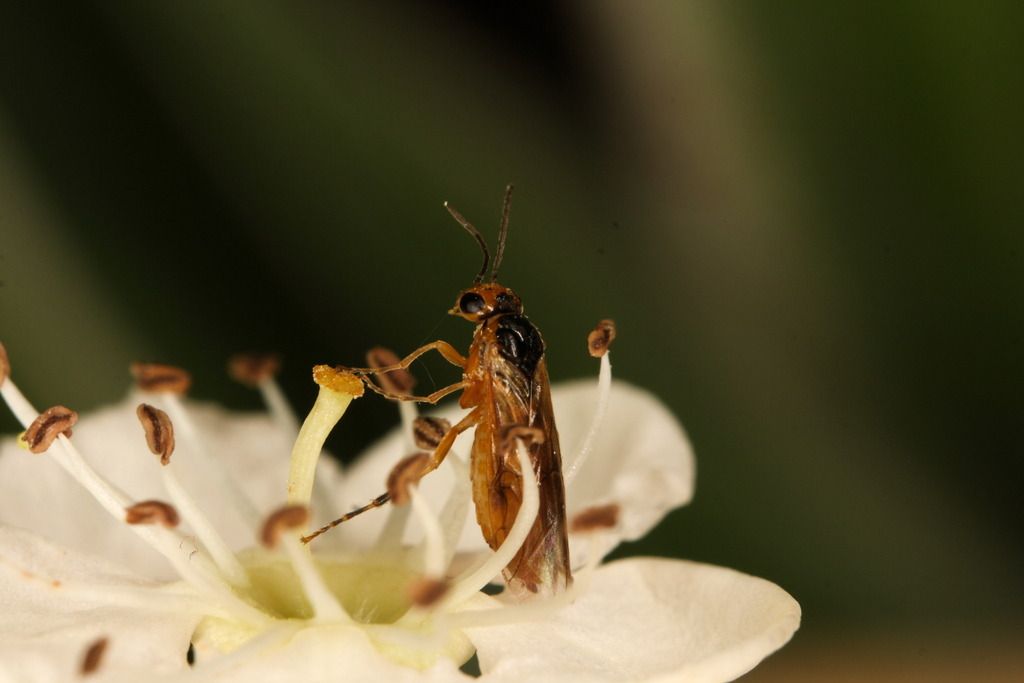 Greater Haw-borer