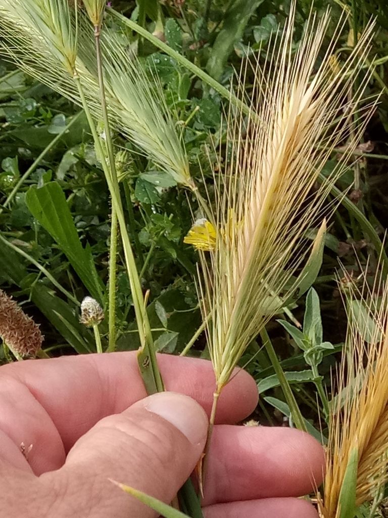 Wall Barley
