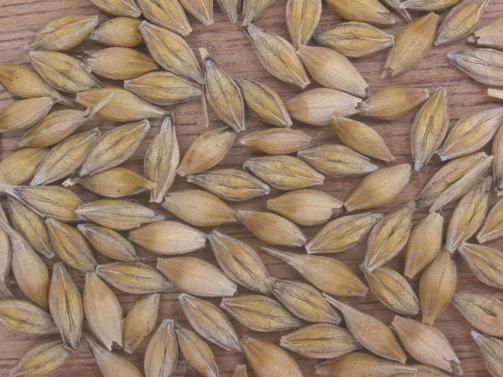 Six-rowed Barley