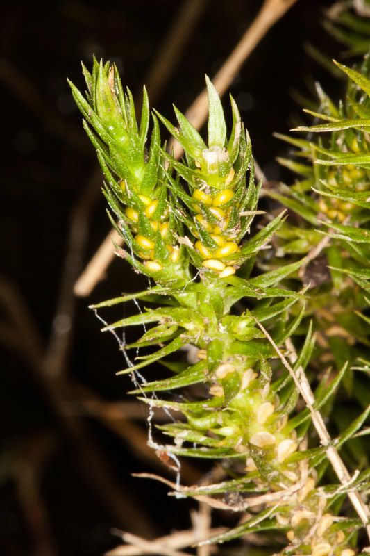 Fir Clubmoss