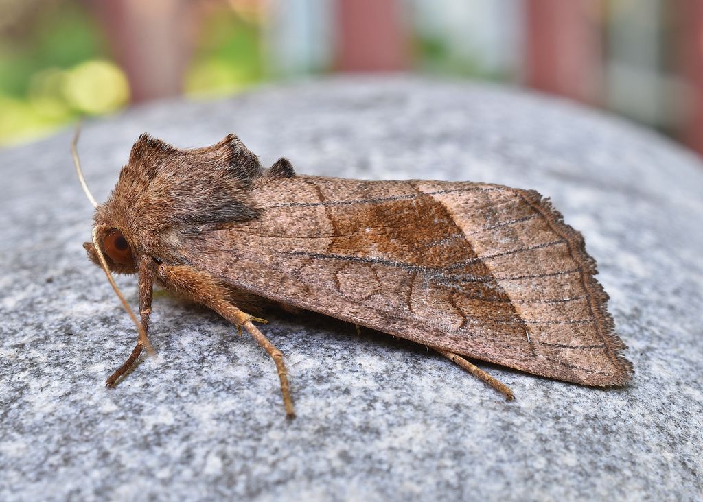 Rosy Rustic