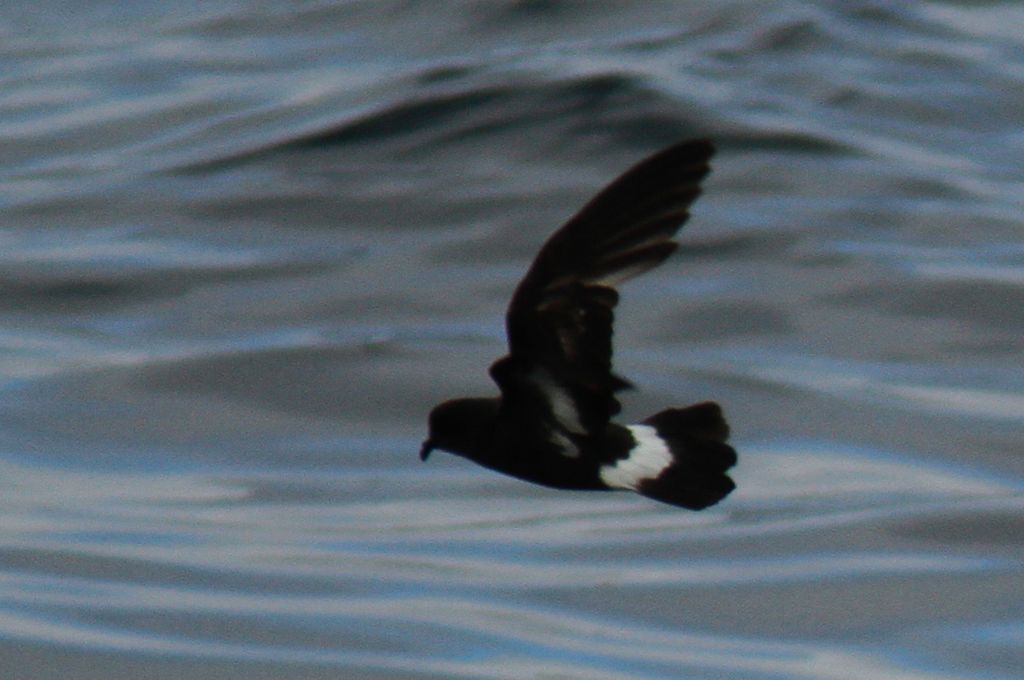 European Storm-Petrel