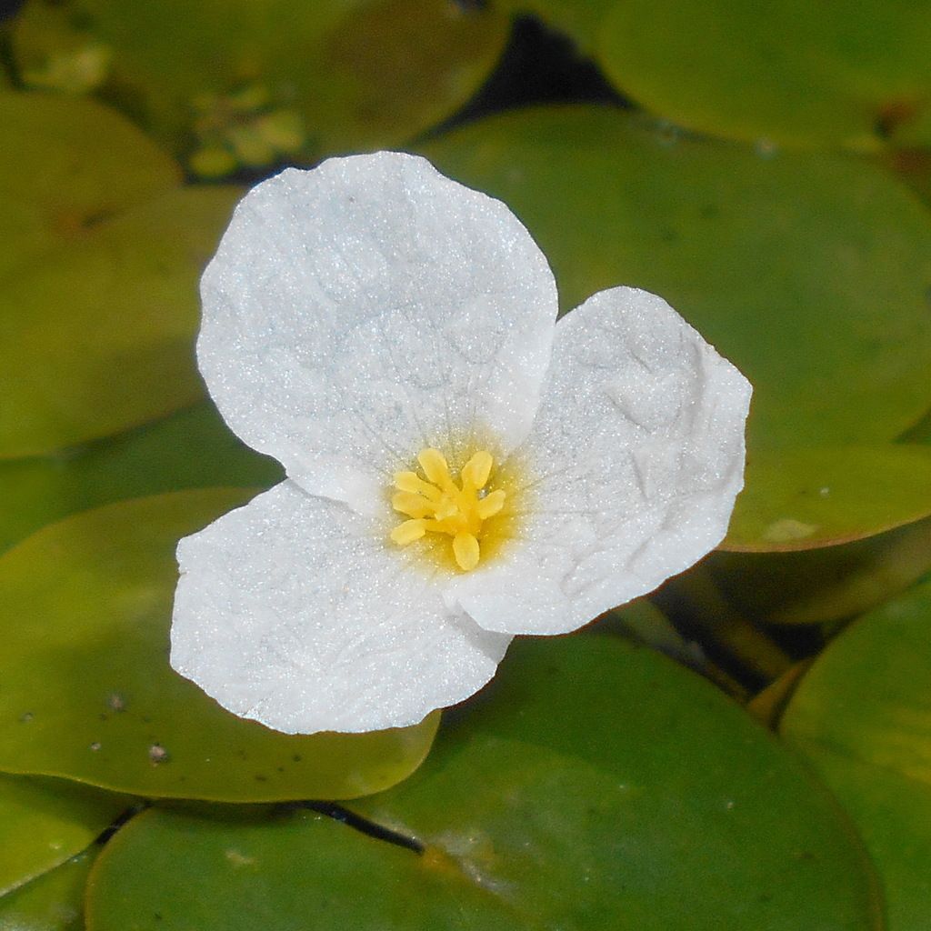 Frogbit