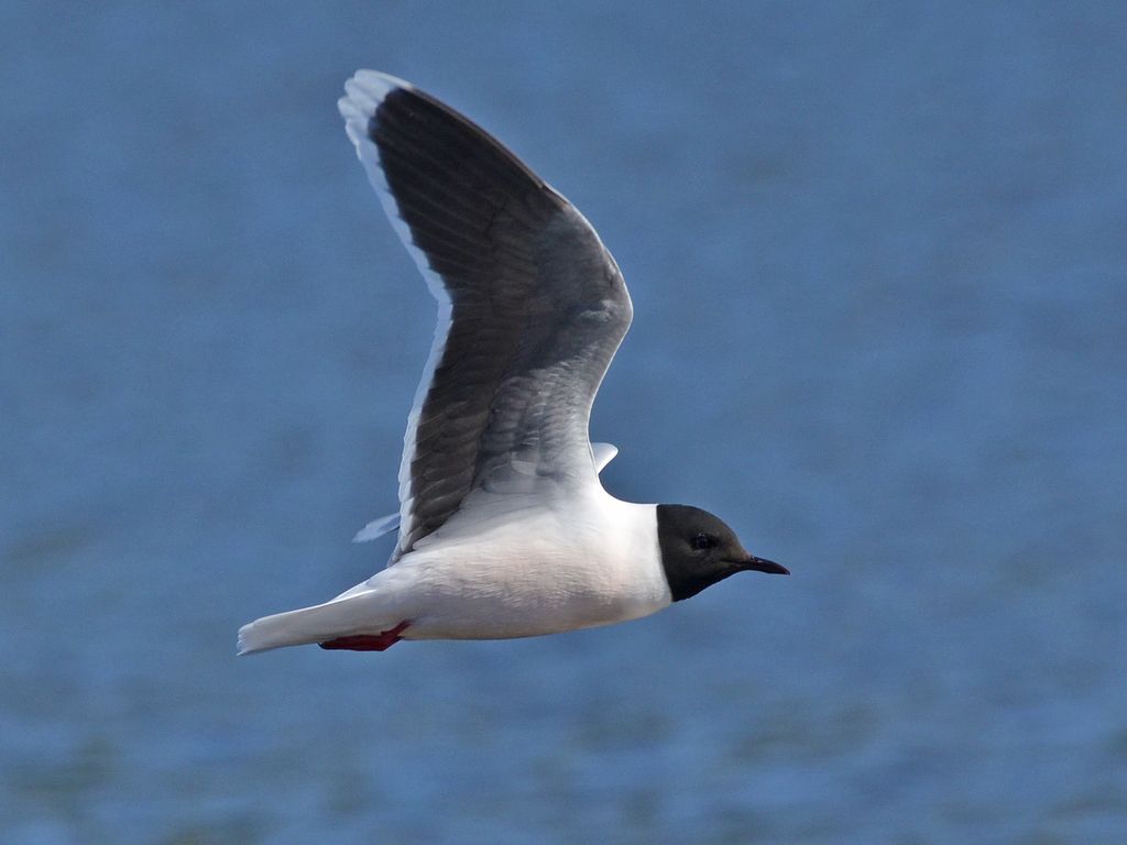 Little Gull