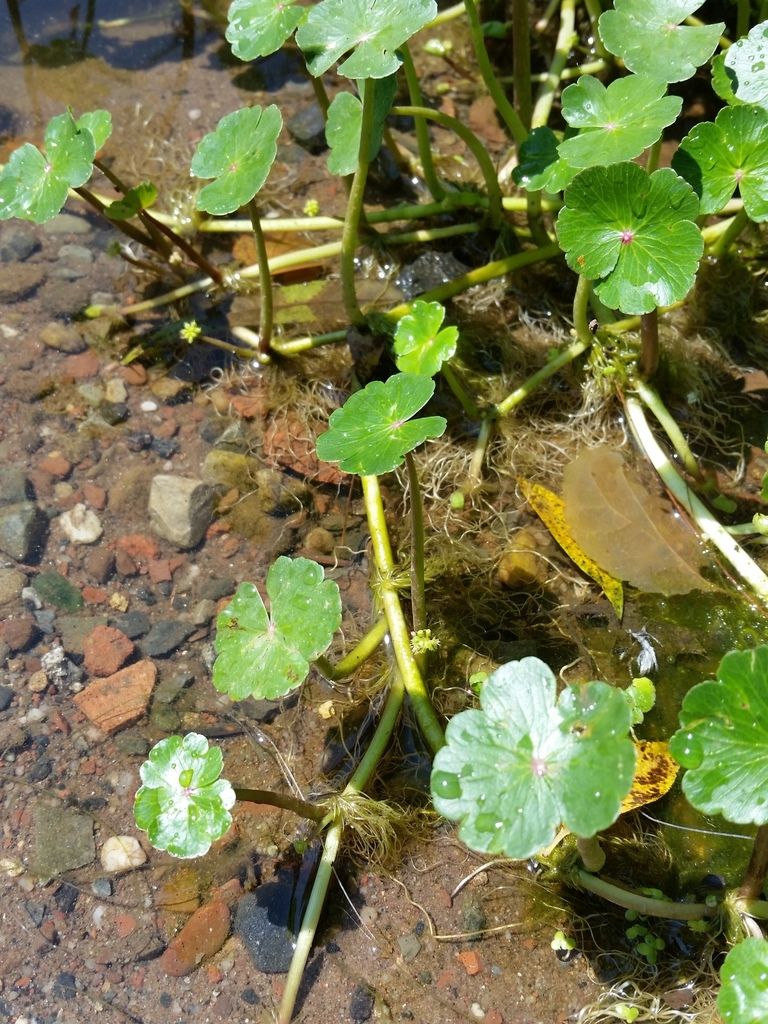 Floating Pennywort