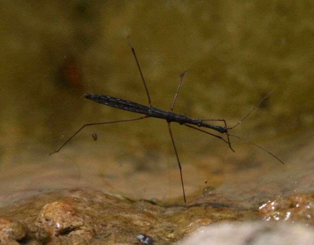 Water Measurer