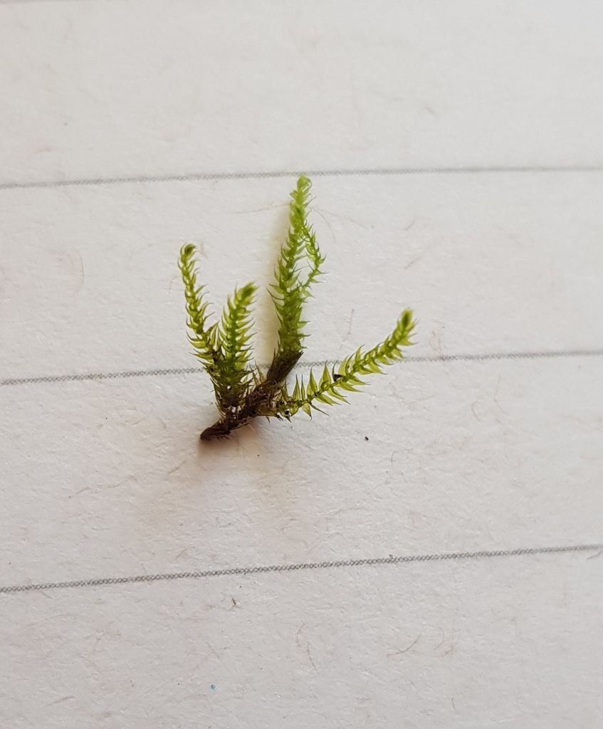 Fountain Feather-moss