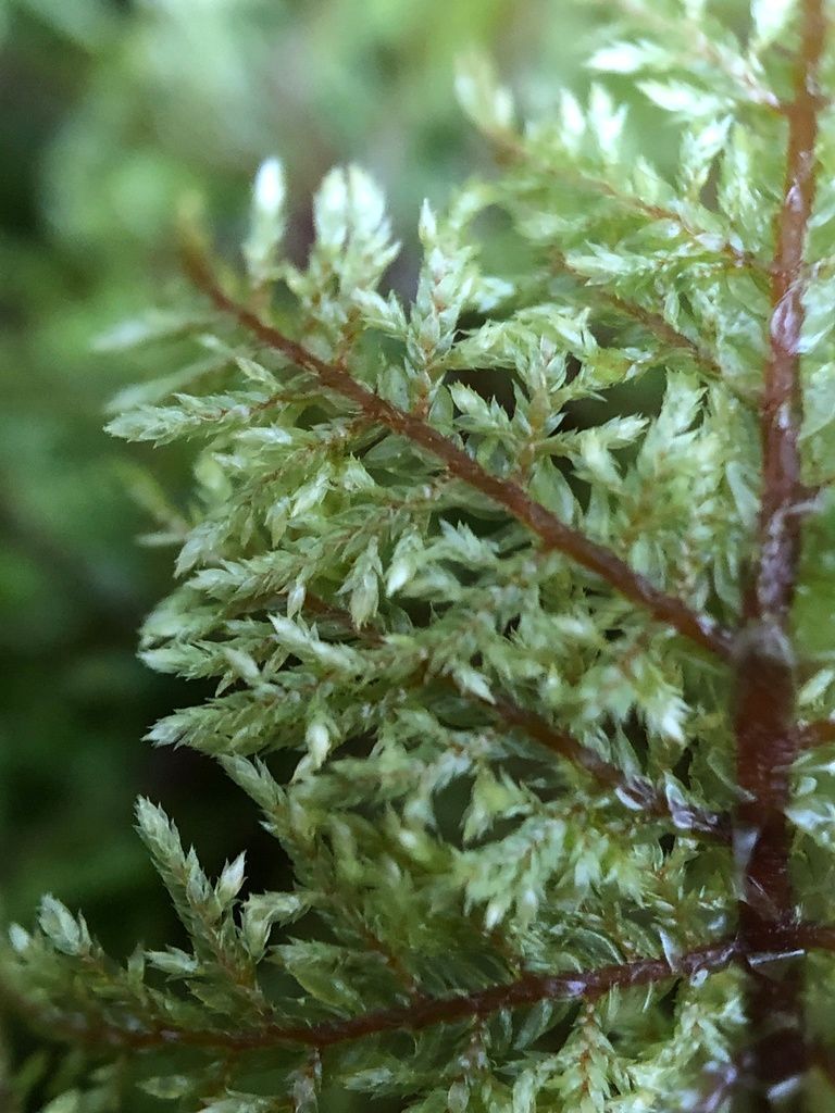 Glittering Wood-moss