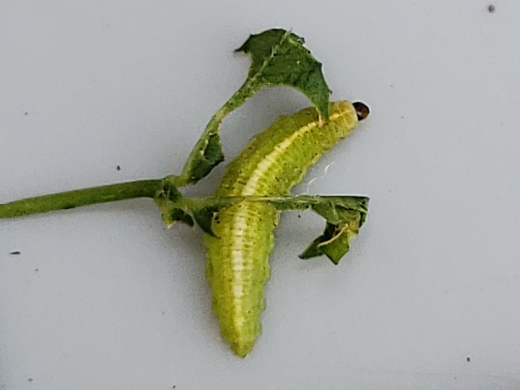 Clover Leaf Weevil