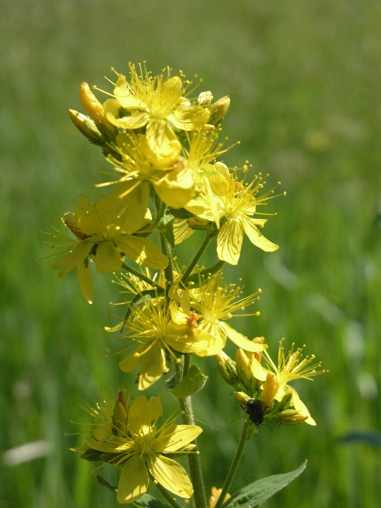 Hairy St John's-wort