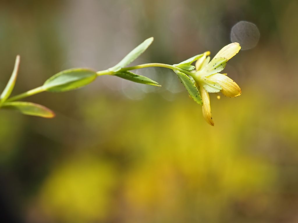 Trailing St John's-wort