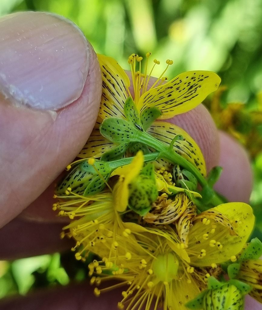 Imperforate St John's-wort