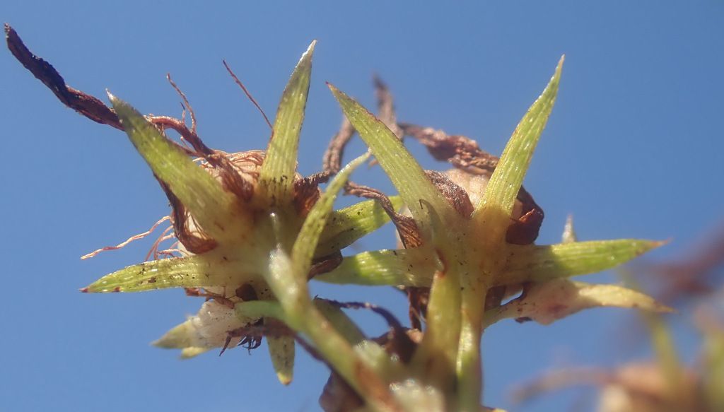 Perforate St John's-wort