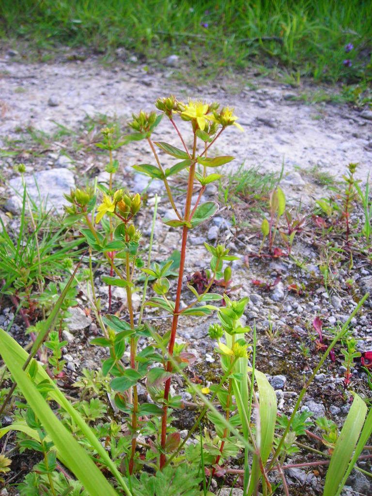 Square-stalked St John's-wort