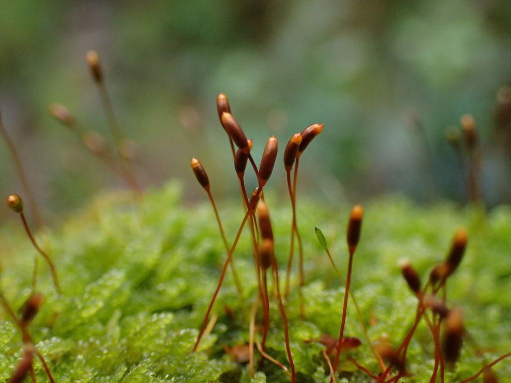 Mamillate Plait-moss