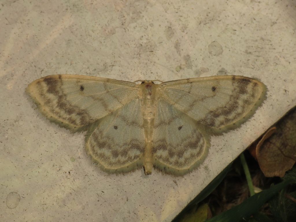 Small Fan-footed Wave