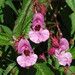 Himalayan Balsam