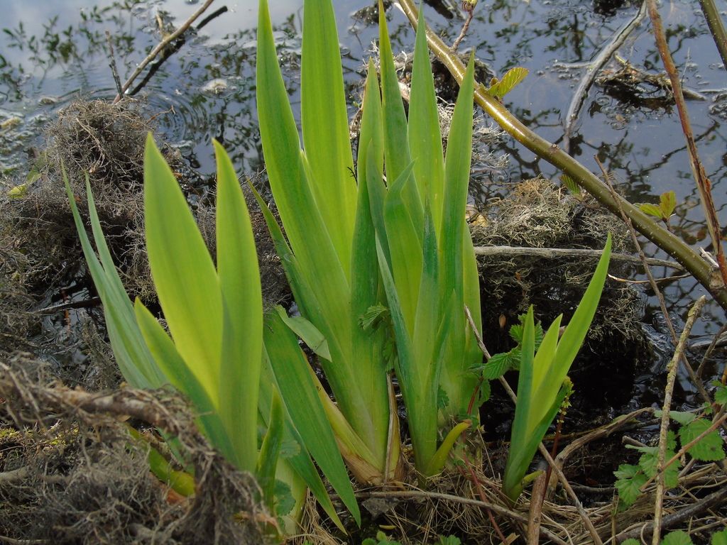 Yellow Iris