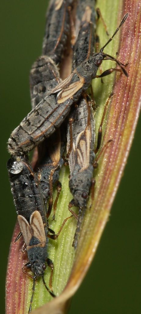 European Cinchbug