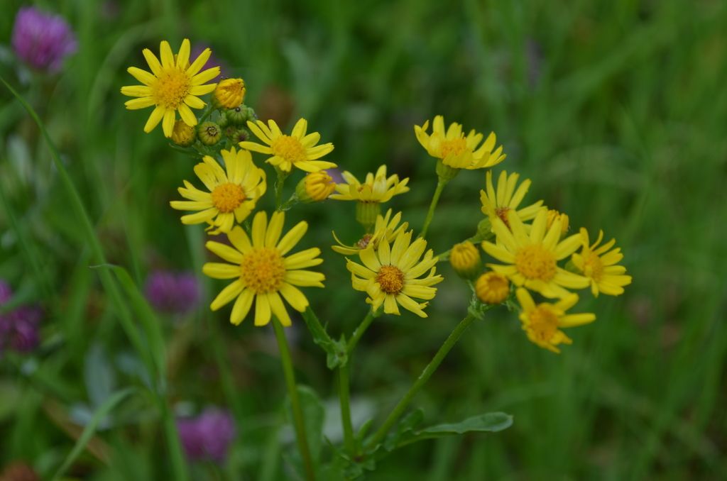 Marsh Ragwort