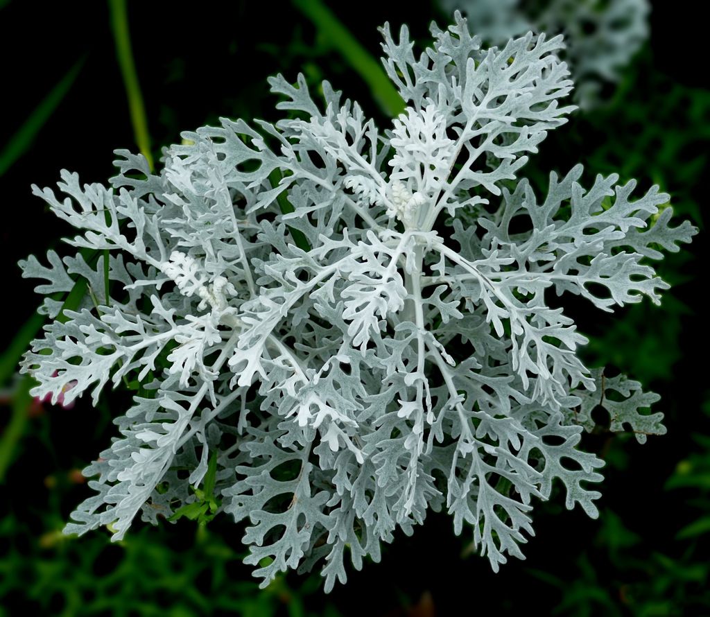 Silver Ragwort
