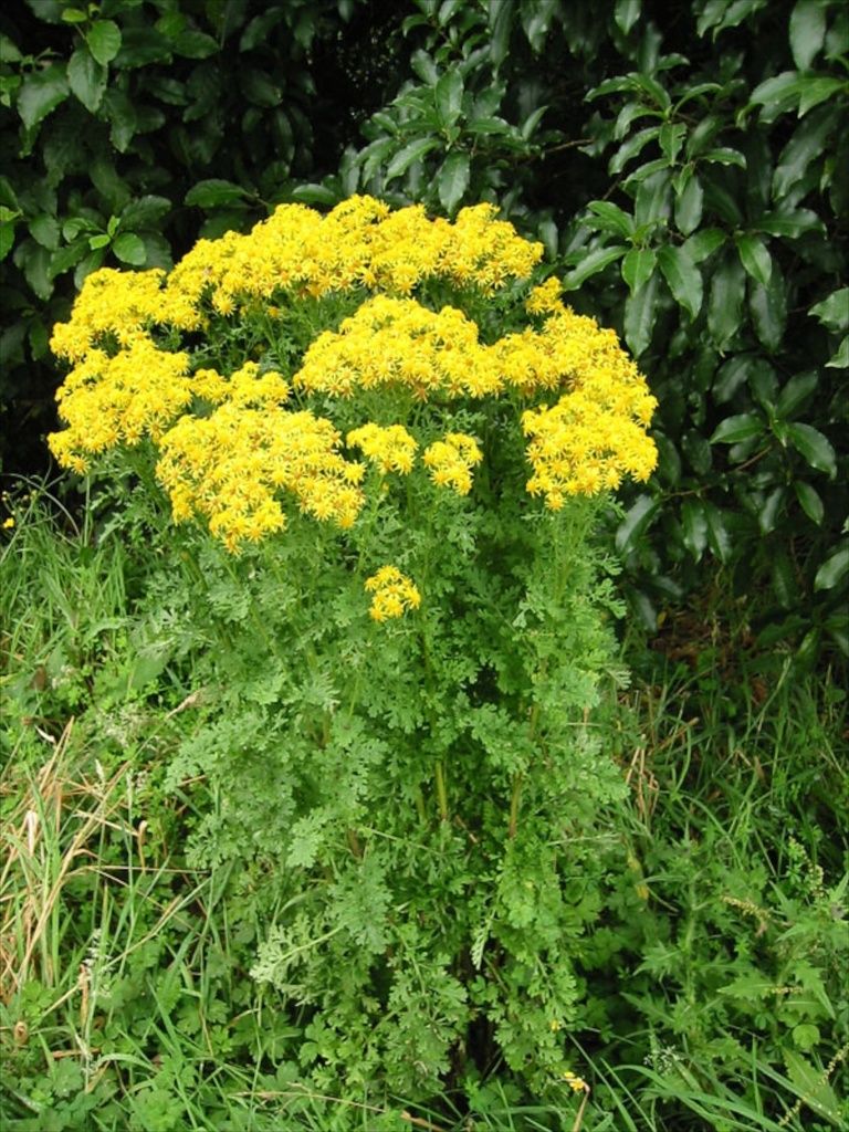 Common Ragwort