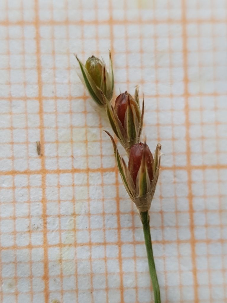Toad Rush