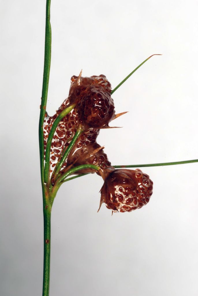 Slender Rush