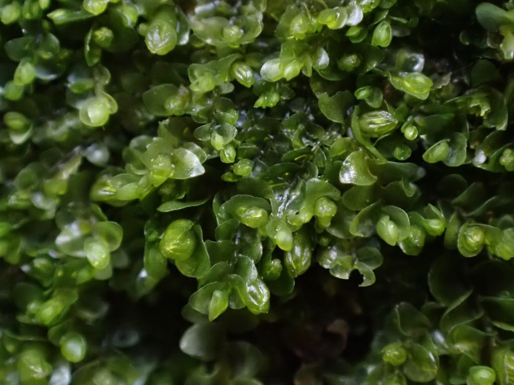 Dark-green Flapwort