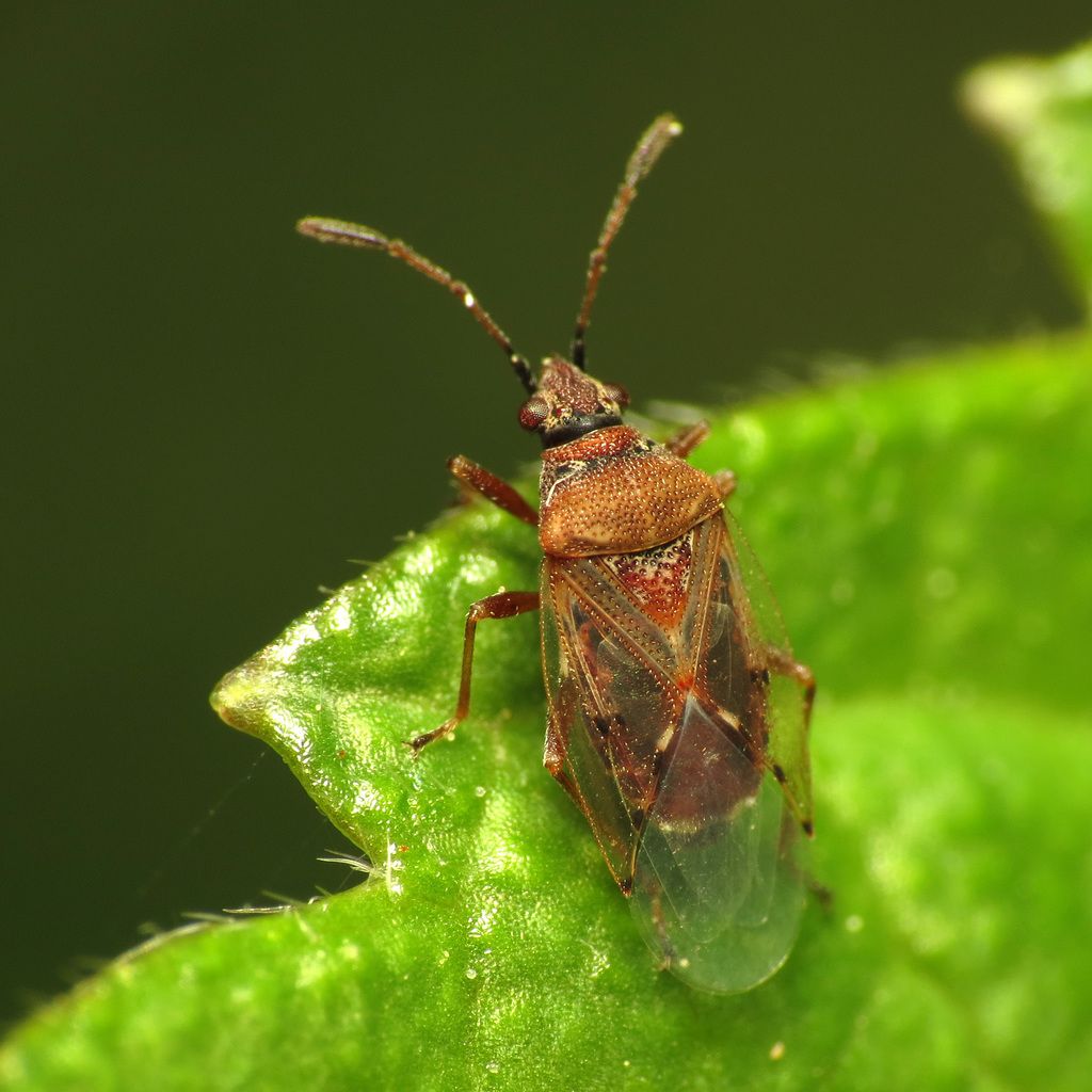 Birch Catkin Bug