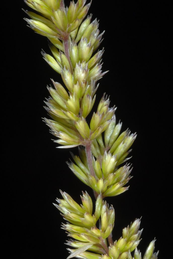 Crested Hair-grass