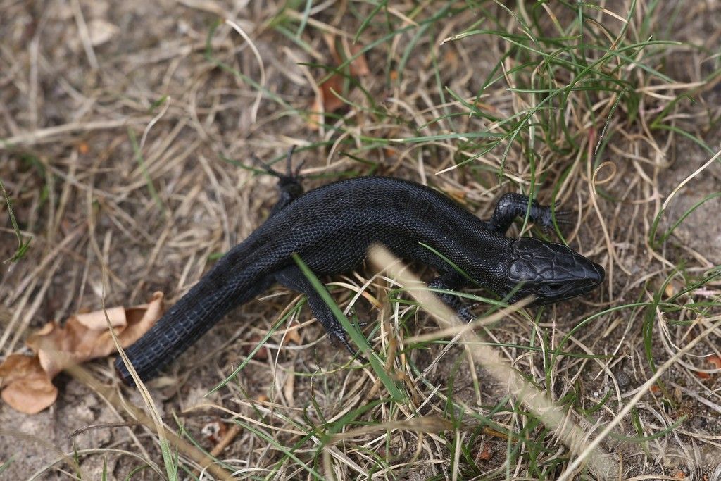 Sand Lizard
